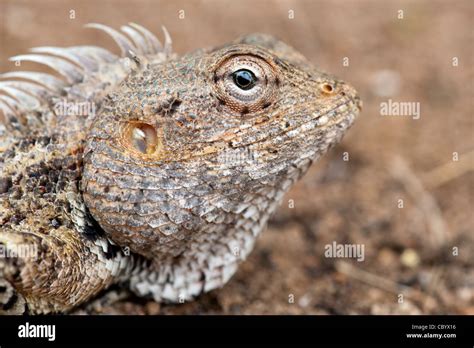 Calotes Versicolor Indian Lizard Head Stock Photo Alamy