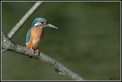 Martin P Cheur D Europe Alcedo Atthis Claude Ruchet Photographie