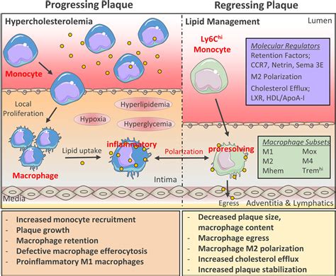 Macrophages In Atherosclerosis Regression Arteriosclerosis