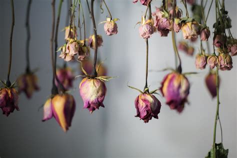 M Todos Para Secar Flores Naturales Las Mejores Formas De Secado