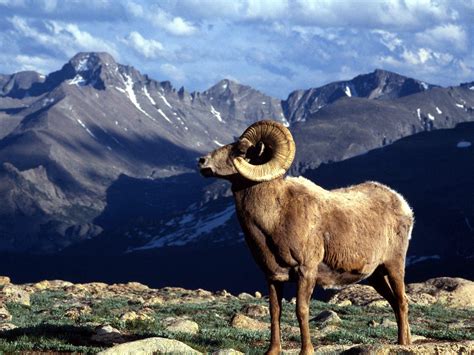 Big Horn Ram, Rocky Mountain National Park, Colorado (Bighorn Sheep ...