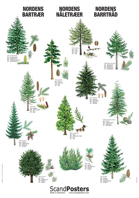 Conifer Plant