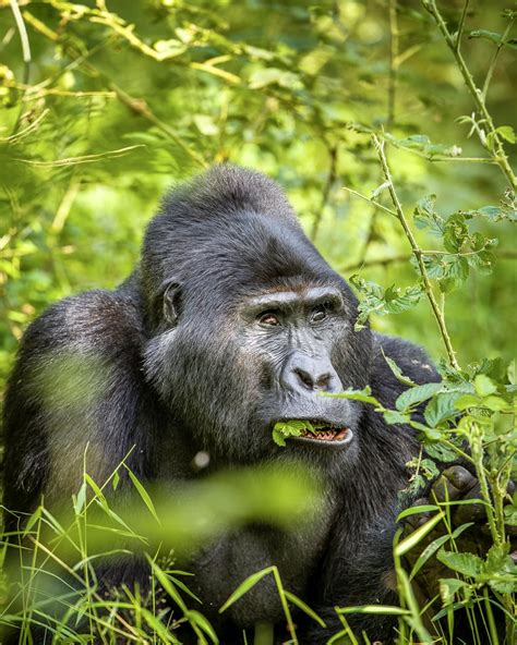 3 Days Uganda Gorilla Habituation Experience Tour Gorilla Tour