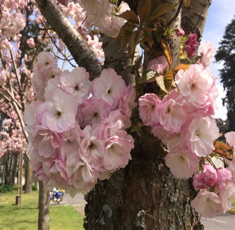 Prunus Serrulata Lindl Flora Y Fauna Udec Chill N