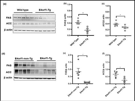 E4orf1 An Adeno Viral Protein Attenuates Renal Lipid Accumulation In