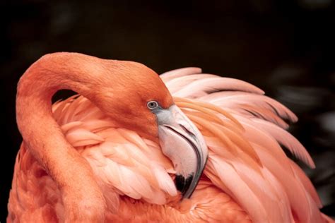 Can Flamingos Fly Uncovering The Startling Reality