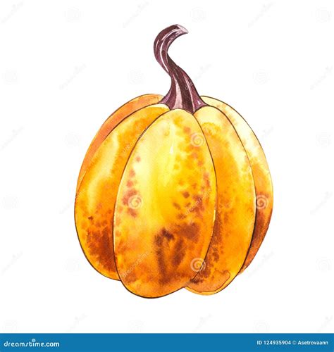 Pumpkin Hand Drawn Watercolor Painting On White Background Watercolor