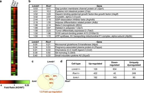 A Summary Of The Gene Expression Changes In Cells Lacking Full Length