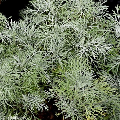 Artemisia Makana Silver Buy Plants At Coolplants