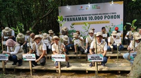 Turunkan Emisi Karbon SKK Migas Dan Mitra Tanam 10 000 Mangrove Di