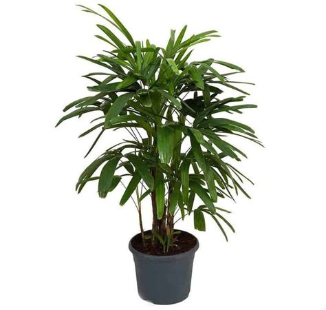 Indoor Palm Plants 15 Best Types Indoor Gardening