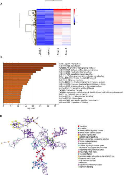 Function And Pathway Enrichment Analysis Of The PAF AH 1B2 Knockdown