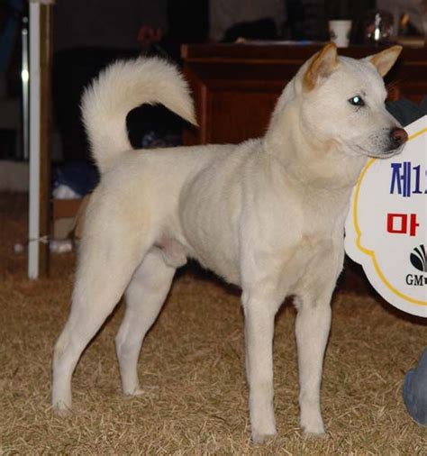 Champion Jindo - Appearance - Coat Colors Proper | Jindo, Dog breeder ...