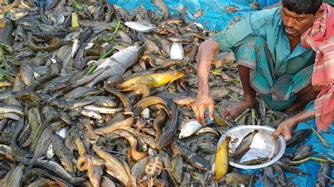 Best Net Fishing In Bangladesh L Lot Of Fish Catching Using By Net