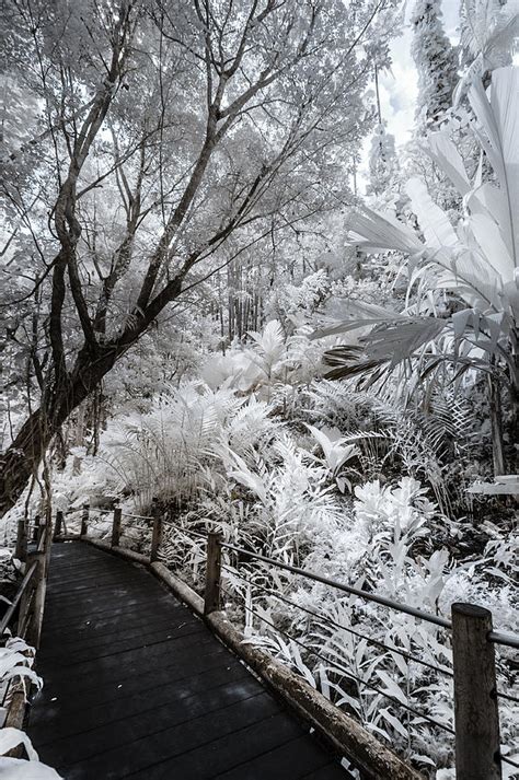 Walking Into The Infrared Jungle 4 Photograph By Jason Chu Pixels