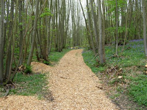 Shorne Woods Country Park Kent Downs