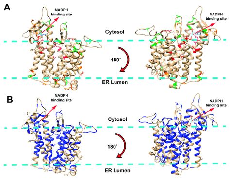 A Visualization Of Mutations Mapped Onto Dhcr Protein Red Orange