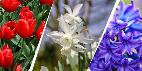 Design Inspiration For Your Spring Bulb Garden Platt Hill Nursery Blog And Advice