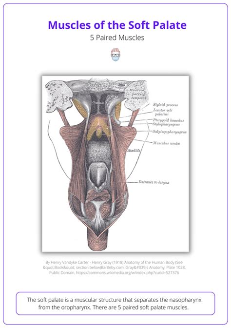 Anatomy Of Hard Soft Palate Bones Muscle Artery And Nerves