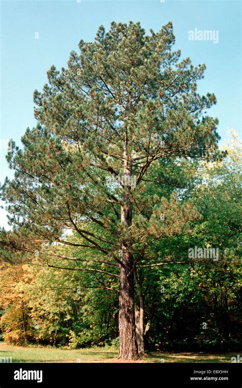 European Black Pine Austrian Pine Black Pine Corsican Pine Pinus