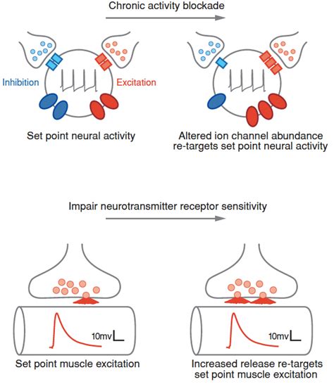 Intro To Neural Homeostasis Graeme Davis Laboratory