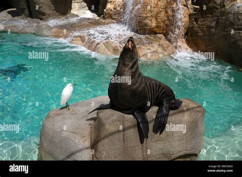 San Diego Zoo animals Stock Photo - Alamy