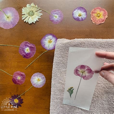 Pressed and Dried Flower Bookmarks • Little Pine Learners