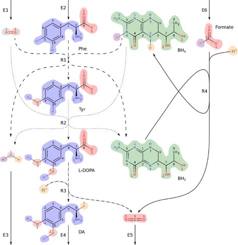 Das A Small Metabolic Network Consisting Of Reactions In The Human