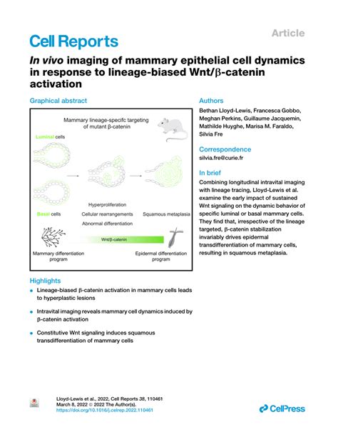 Pdf In Vivo Imaging Of Mammary Epithelial Cell Dynamics In Response