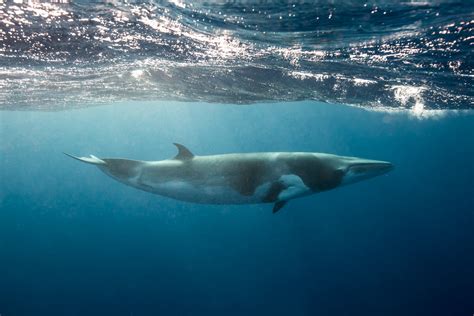 Minke Whales: The World’s Best Places for Watching and Swimming