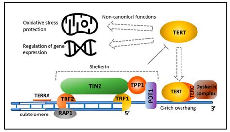 Telomeres And Telomerase In The Control Of Stem Cells