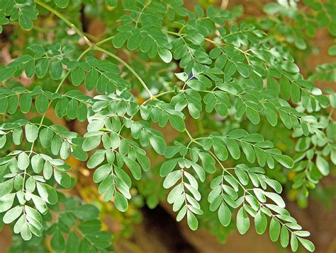 Como Plantar Moringa Ole Fera E Quais Seus Benef Cios Blog Da Plantei