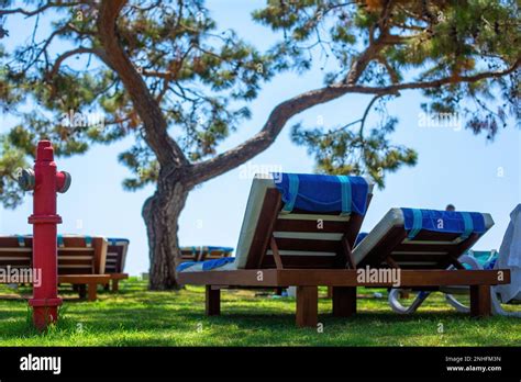 Sun Loungers And Towels On The Hotel Beach Under The Trees Fire