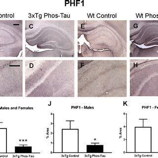 Tau Immunization Reduces Soluble And Insoluble Phospho Tau Protein