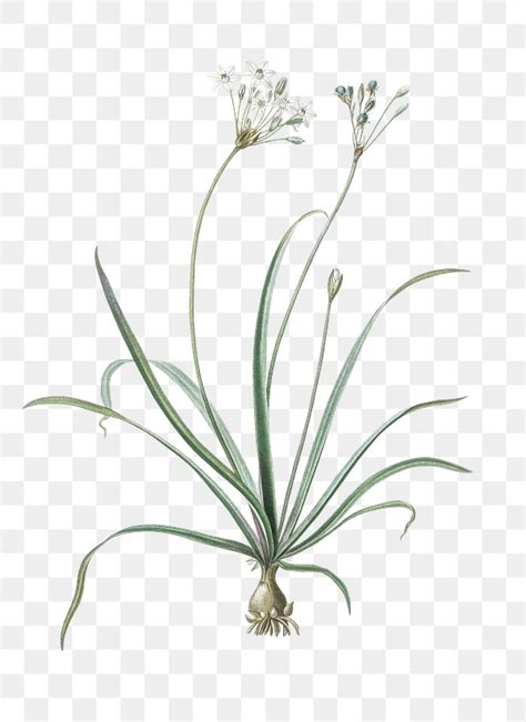 Allium Fragrans Png Sticker Vintage Premium PNG Rawpixel