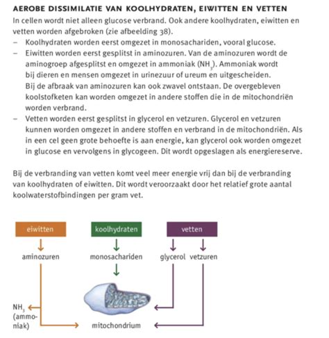 Kaarten Stofwisseling In De Cel Quizlet