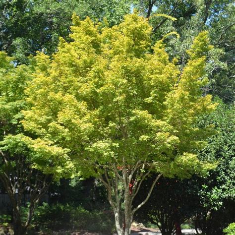 Acer Palmatum Sango Kaku Coral Bark Japanese Maple From Hardscrabble