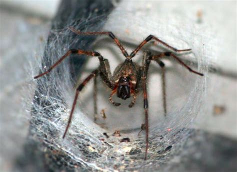 Venomous Spiders In The North West Pointe Pest Control