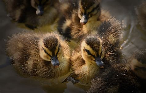 Colvert Canetons Canard Photo Gratuite Sur Pixabay Pixabay