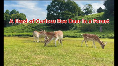 A Herd Of Curious Roe Deer In A Forest Ll Herd Of Deer Ll Deer Video