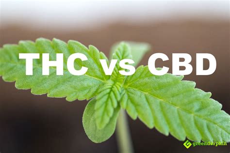 What Is The Difference Between Cbd Supplements And Thc