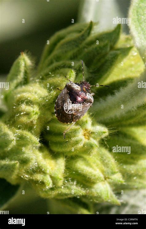 Woundwort Shieldbug Or Bronze Shieldbug Eysarcoris Fabricii