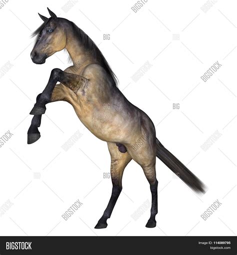 Grulla Horse On White Image & Photo (Free Trial) | Bigstock