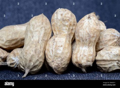 Groundnut Harvest Hi Res Stock Photography And Images Alamy