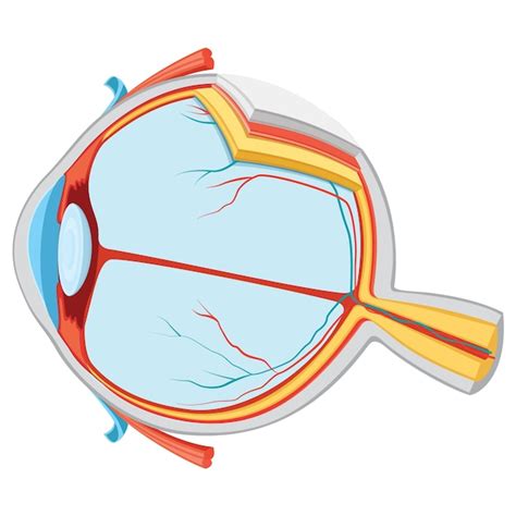 Ilustración de la anatomía del ojo Vector Premium