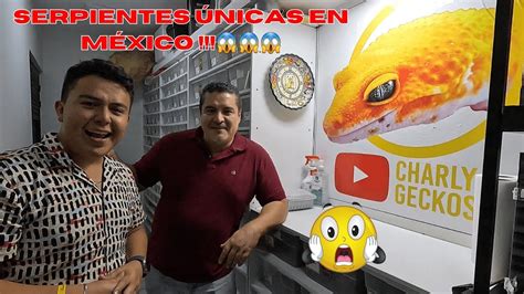 Visita A CHARLY GECKOS Pk Reptiles YouTube