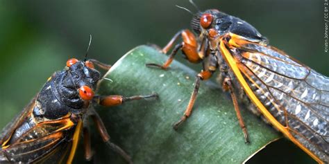 Iowans Will Experience A Rare Massive Cicada Season This Year