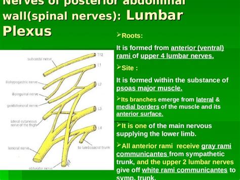 Ppt Nerves Of Posterior Abdominal Wall Spinal Nerves Lumbar Plexus