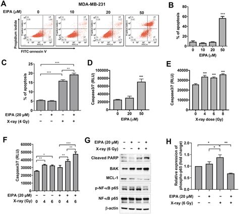 Nhe1 Inhibition Enhances Radiation Induced Apoptosis In Mda Mb 231