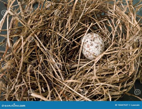 Nest with Cardinal Egg stock image. Image of small, beige - 10447537